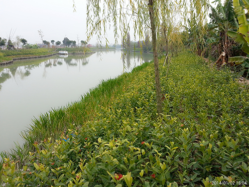 麻涌华阳风情水岸绿化工程